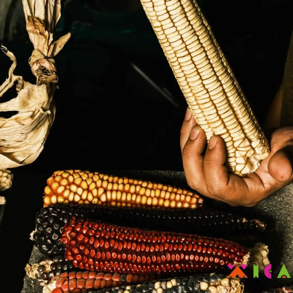 Tortilla Maiz 14 cm Agroecologica 500gr Congelada