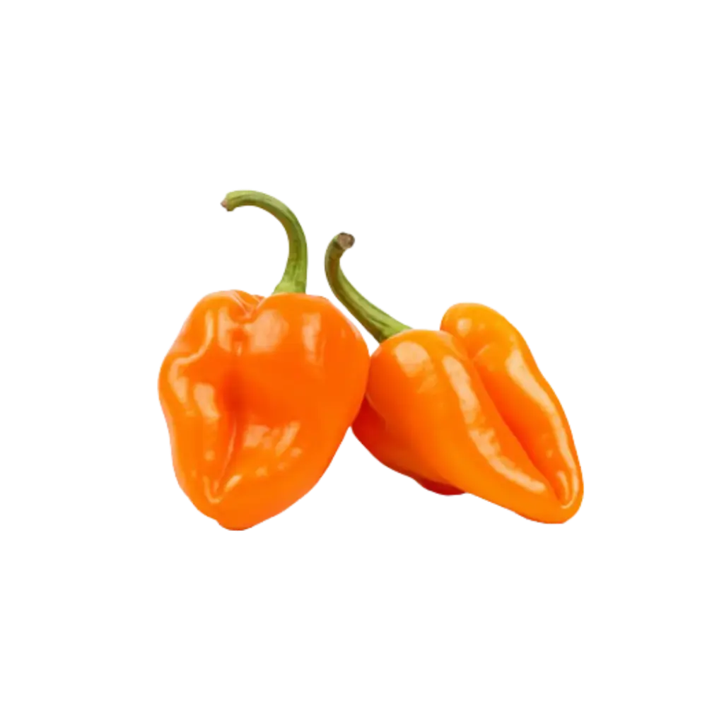 Chile Habanero