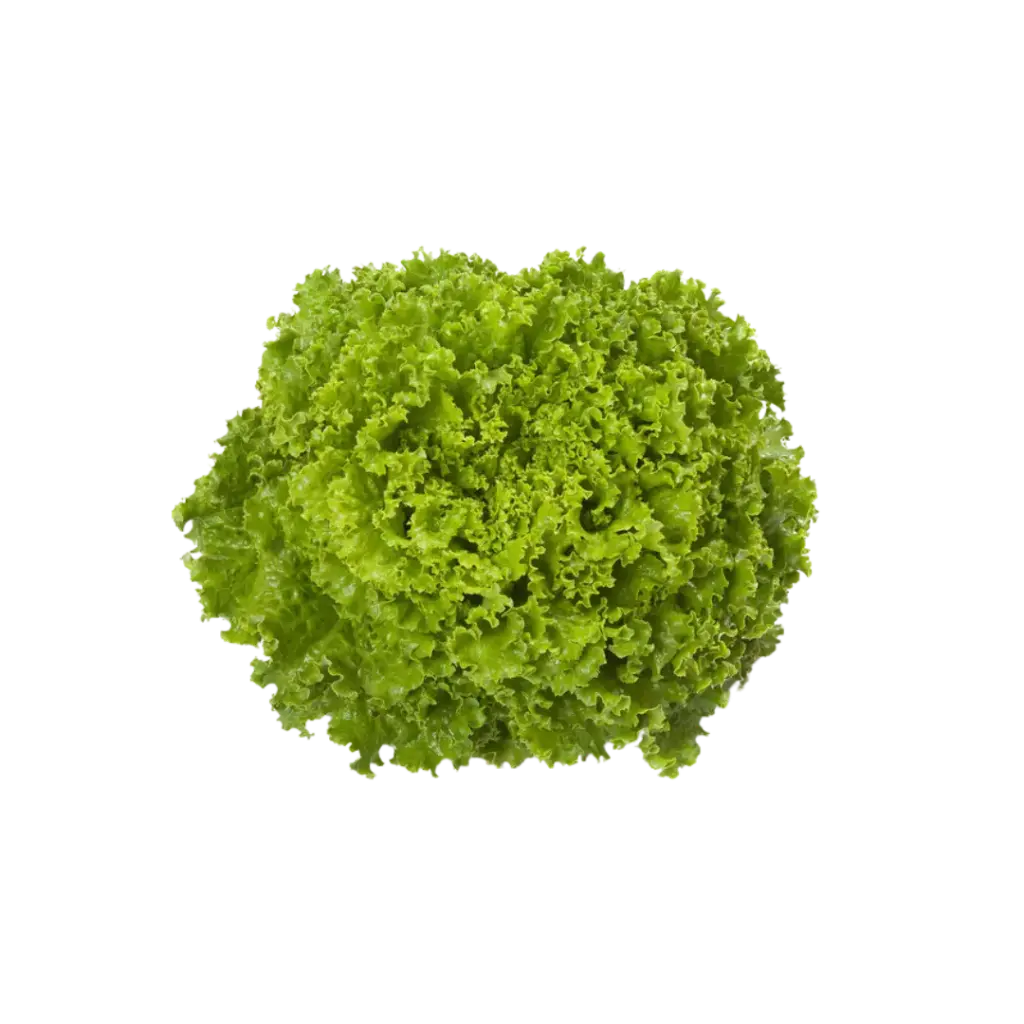 Lechuga Italiana / Pz